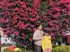 -东莞植物园
