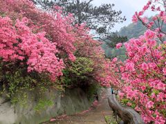 -木兰云雾山