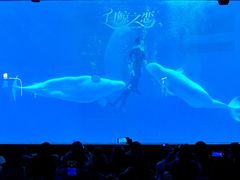 -海合安成都极地海洋公园