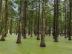 -渌洋湖湿地公园