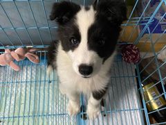 -翊宠yipet猫狗购宠庄园犬舍•猫舍