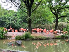 -上海野生动物园