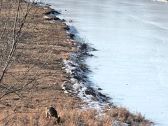 -北京麋鹿生态实验中心
