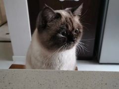 -东方名猫馆·英短金渐层布偶猫舍(环线广场1号楼店)