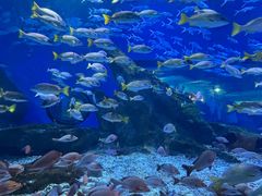 -海合安武汉极地海洋公园