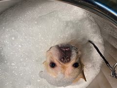 -PETKIT小佩宠物·低压洗护(国顺东路店)