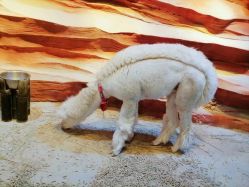 -酷嗒动物文化乐园(cutezoo西溪乐天城店)