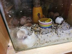 -宠物兔专门店(天丰利市场店)