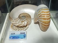 -贝壳梦幻世界