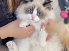 -lincat·猫舍(广州店)