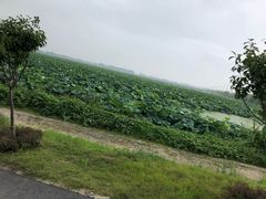 -荷花荡