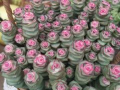 -三圣花乡旅游区