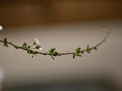 -德迹斋禅意文化茶馆·茶空间·商务洽谈•宴席(桃园店)