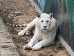 -西霞口神雕山野生动物世界