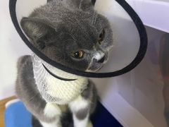 -美联众合动物医院·24h转诊中心