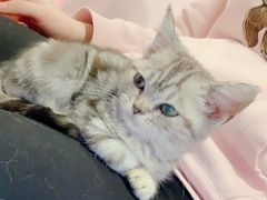 -三花喵·撸猫购宠·宠物生活馆(虹桥南丰城店)