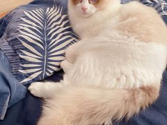 -猫大福·Fortune Cat猫舍(百子湾店)