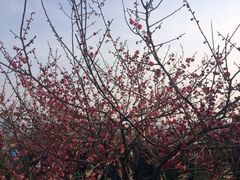 iphone_upload_pic-香雪海