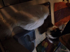 iphone_upload_pic-Anne猫窝咖啡屋