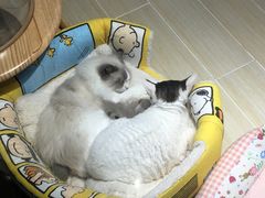 -momokira米努特·德文卷毛猫·棉花面纱犬