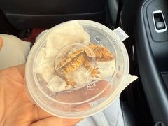 -酷以爬仙阁实体爬宠店·守宫·蜥蜴·专业繁育