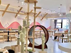 -喵园·猫主题咖啡厅·撸猫·猫咖(国贸店)