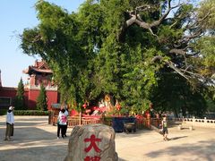 -大槐树寻根祭祖园