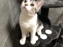 -美联众合宠物医院·爱萌分院·内外科·猫科中心