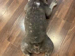 -柯斗斗主题餐厅·狗咖·围炉煮茶·茶饮(国瑞升平里店)