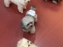-和它·交个朋友·狗咖猫咖(爱琴海店)