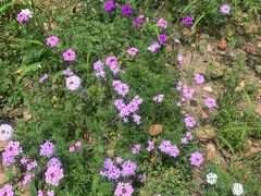 -玄武湖景区-情侣园游乐场