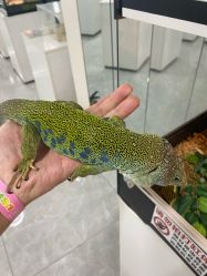 点击看大图 -神奇动物撸宠馆·羊驼·小浣熊·异宠(豫园店)
