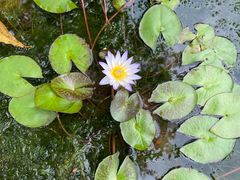 -深圳仙湖植物园