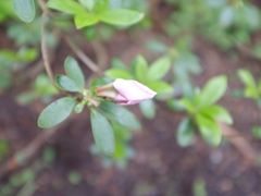 -上色见熊野座神社