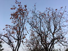 -秦始皇帝陵博物院-丽山园