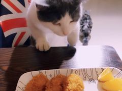 -名猫咖啡馆·撸猫·拼豆