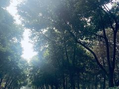 -铁山坪森林公园