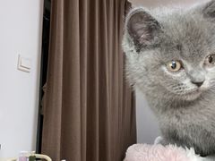 -喵zoo家庭繁育猫舍(尖东智能花园店)