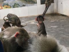 -西安秦岭野生动物园