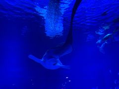 -烟台海昌鲸鲨海洋公园