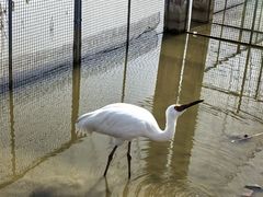 -盐城丹顶鹤湿地生态旅游区