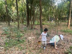 -南宁良凤江国家森林公园