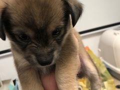 -畜牧兽医站(共江路店)