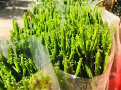 -三圣花乡旅游区