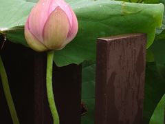 -陈家山荷花公园