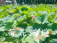 -月湖风景区