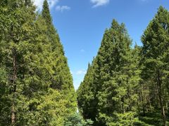 -黄海国家森林公园