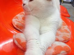 -猫咪博物馆(顶澳仔猫街店)