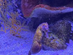 -暹罗海洋世界