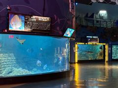 -烟台海昌鲸鲨海洋公园